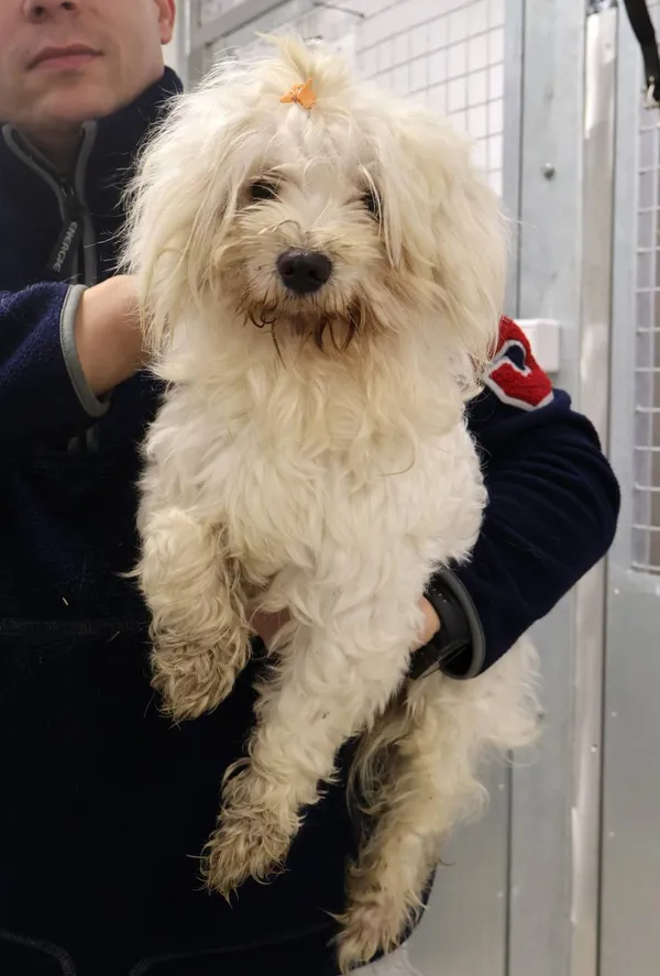 Znaleziono psa, Łódź, 30 listopada 2025 (2/2)