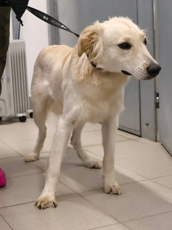 Znaleziono psa, Łódź, 29 listopada 2025 (2/2)