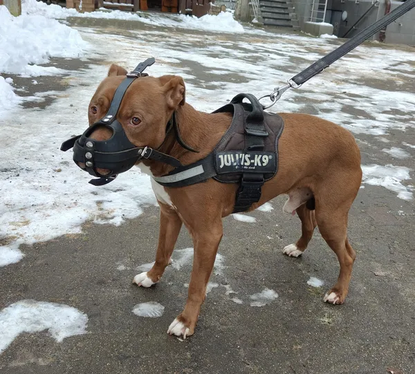 Pies do adopcji, Włocławek, 30 listopada 2025