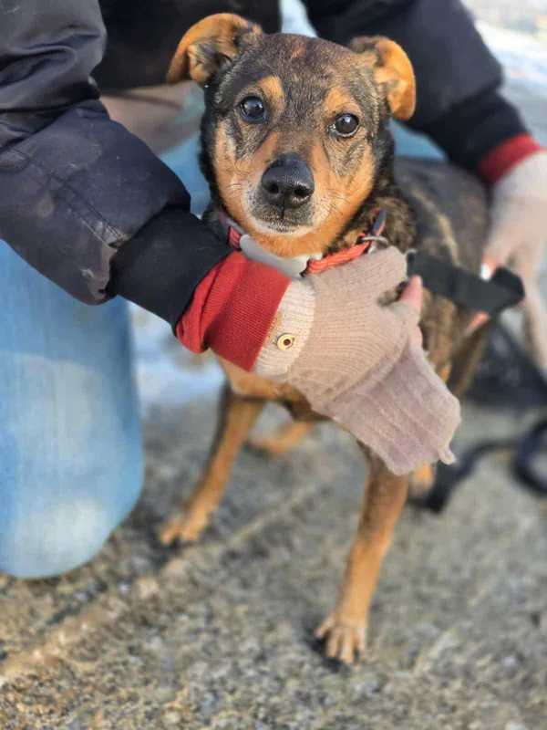 Znaleziono psa, Żywiec, 1 grudnia 2025 (1/5)