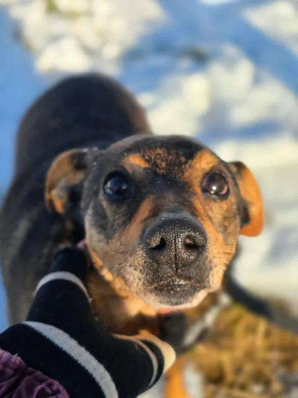 Znaleziono psa, Żywiec, 1 grudnia 2025 (2/5)