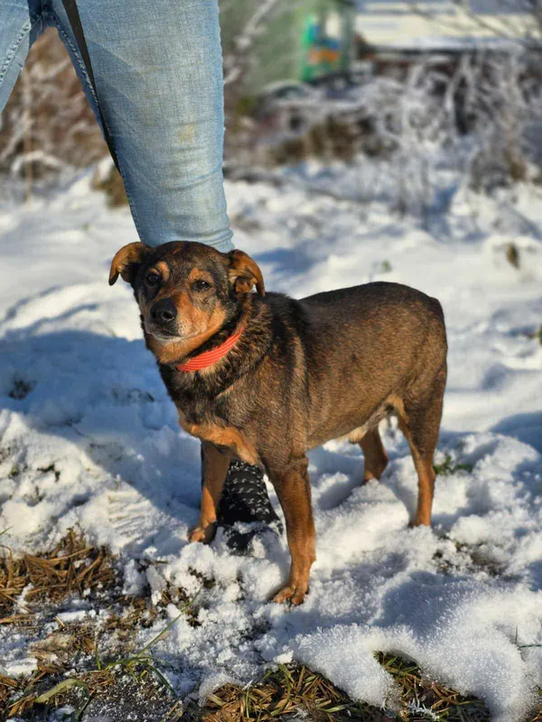 Znaleziono psa, Żywiec, 1 grudnia 2025 (3/5)