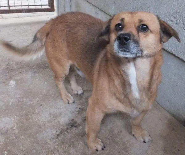 Znaleziono psa, Nowa Krępa, 15 listopada 2025