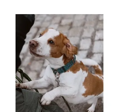 Znaleziono psa, Wrocław, 29 listopada 2025 (1/2)