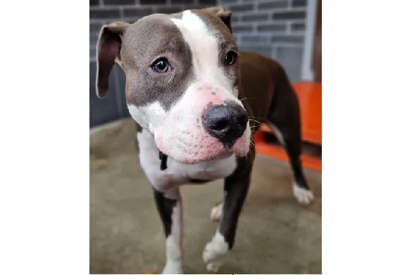 Znaleziono psa, Wrocław, 30 listopada 2025