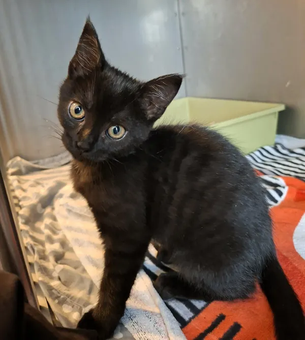 Kot do adopcji, Olsztyn, 29 listopada 2025