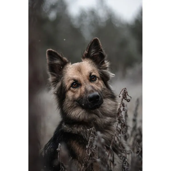 Znaleziono psa, Białystok, 30 września 2025 (1/5)