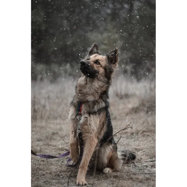 Znaleziono psa, Białystok, 30 września 2025 (4/5)