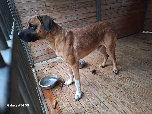 Pies do adopcji, Orzechowce, 29 listopada 2025 (1/3)