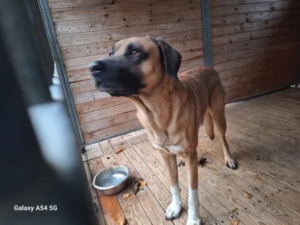 Pies do adopcji, Orzechowce, 29 listopada 2025 (2/5)