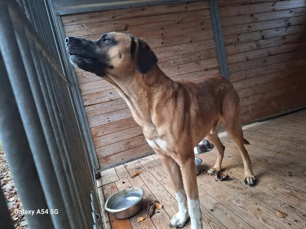 Pies do adopcji, Orzechowce, 29 listopada 2025 (3/5)