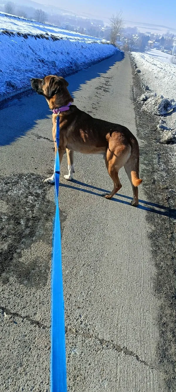 Pies do adopcji, Orzechowce, 29 listopada 2025 (5/5)