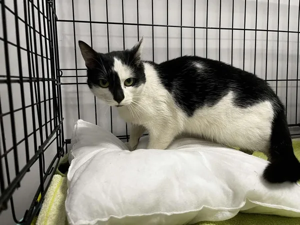 Znaleziono kota, Toruń, 1 grudnia 2025