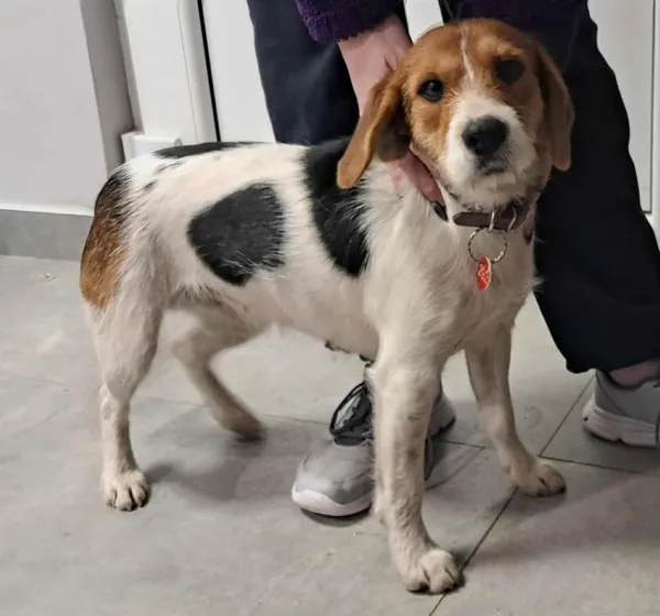 Znaleziono psa, Toruń, 1 grudnia 2025