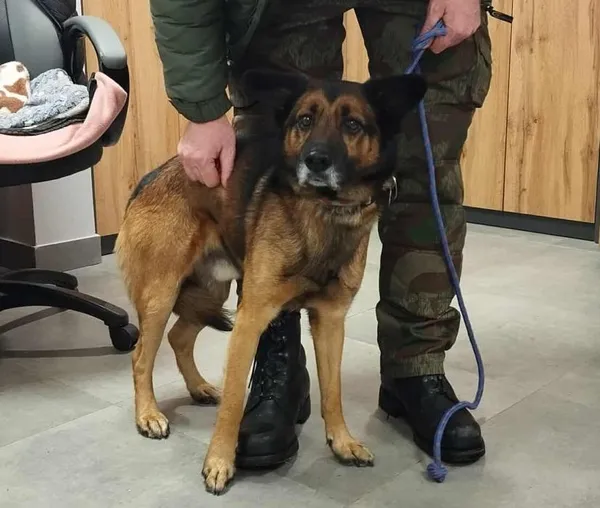 Znaleziono psa, Toruń, 1 grudnia 2025