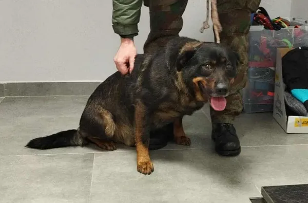 Znaleziono psa, Toruń, 1 grudnia 2025