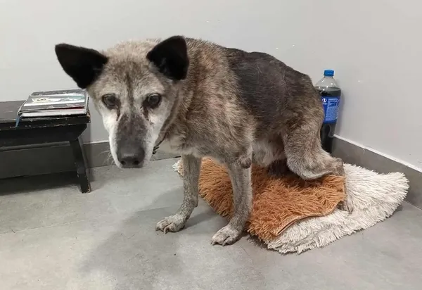 Znaleziono psa, Toruń, 30 listopada 2025