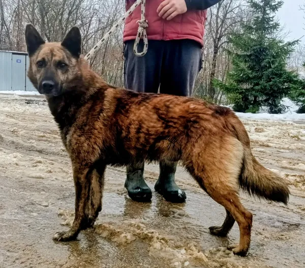 Znaleziono psa, Pieckowo, 1 grudnia 2025 (1/3)