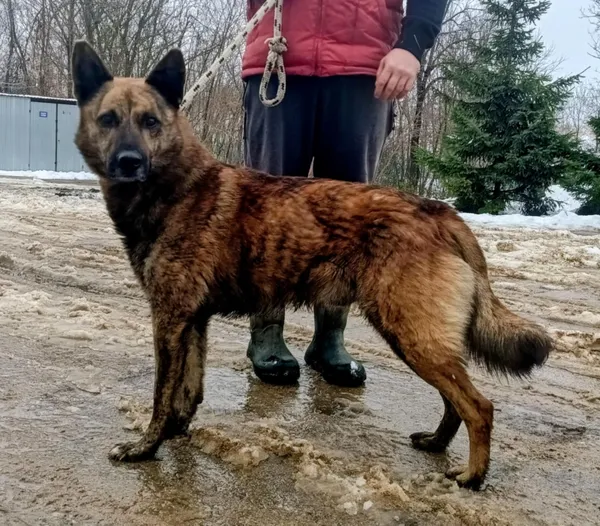 Znaleziono psa, Pieckowo, 1 grudnia 2025 (2/3)