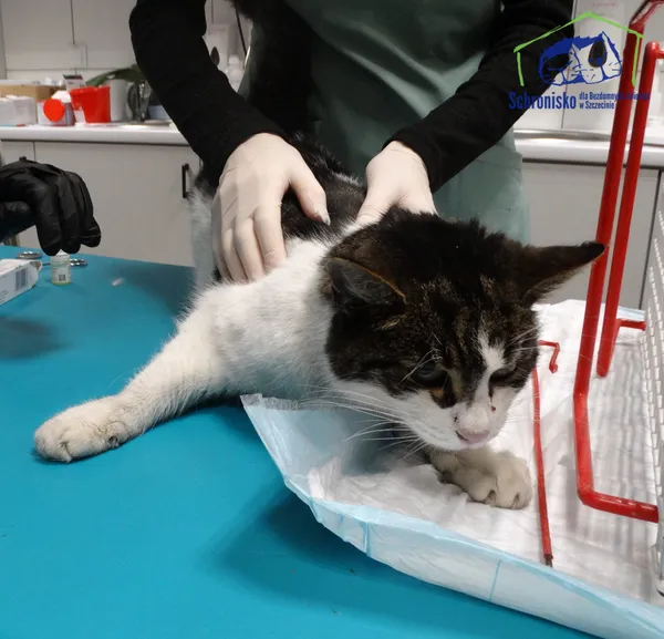 Znaleziono kota, Szczecin, 1 grudnia 2025 (1/2)