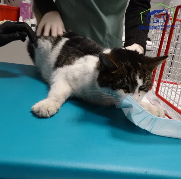 Znaleziono kota, Szczecin, 1 grudnia 2025 (2/2)