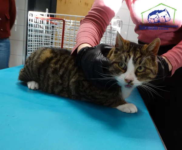 Znaleziono kota, Szczecin, 30 listopada 2025