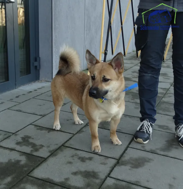 Znaleziono psa, Szczecin, 30 listopada 2025