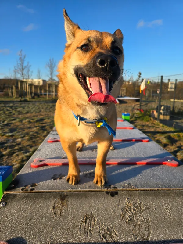 Znaleziono psa, Szczecin, 30 listopada 2025 (1/5)