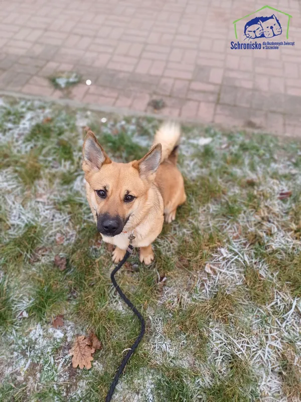 Znaleziono psa, Szczecin, 30 listopada 2025 (2/5)