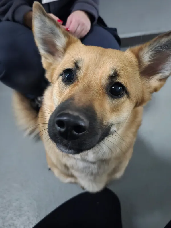 Znaleziono psa, Szczecin, 30 listopada 2025 (4/5)