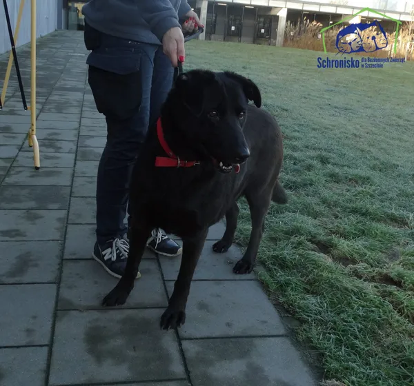 Znaleziono psa, Szczecin, 29 listopada 2025