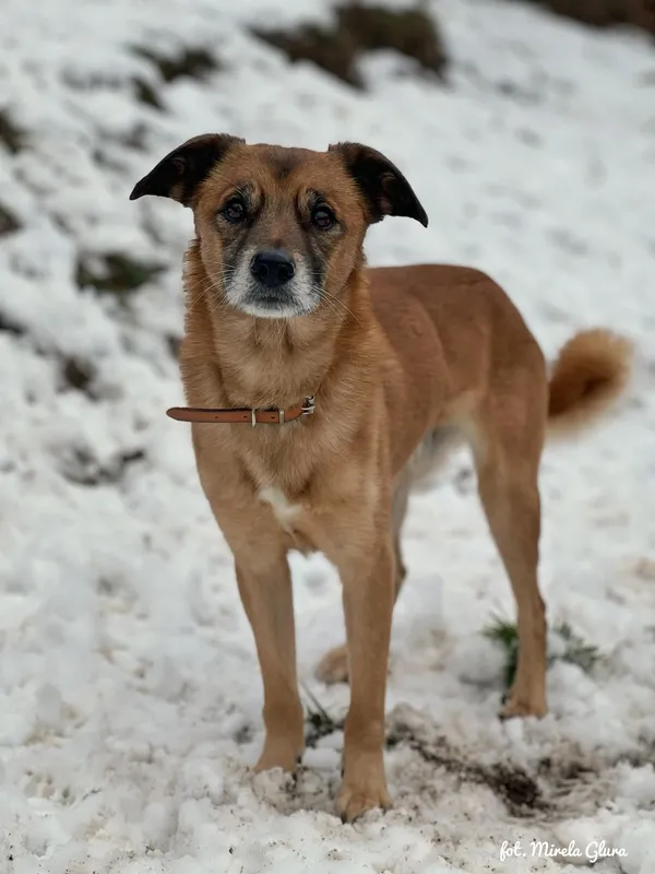 Pies do adopcji, Bydgoszcz, 1 grudnia 2025 (1/5)