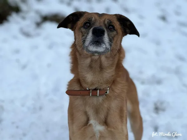 Pies do adopcji, Bydgoszcz, 1 grudnia 2025 (3/5)