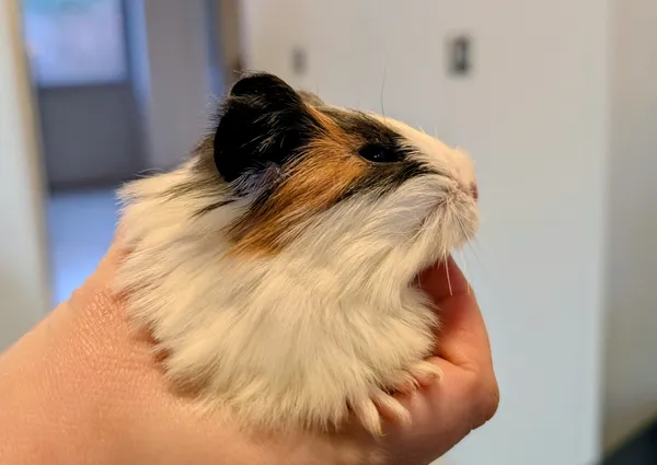 Znaleziono zwierzę, Lublin, 30 listopada 2025