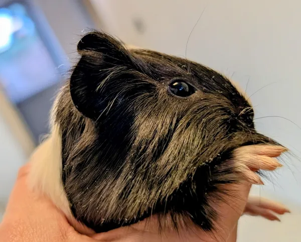 Znaleziono zwierzę, Lublin, 30 listopada 2025