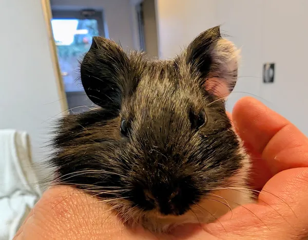 Znaleziono zwierzę, Lublin, 30 listopada 2025