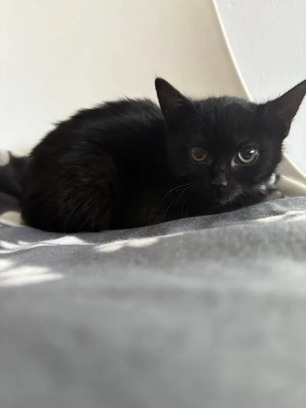 Kot do adopcji, Czartki, 1 grudnia 2025 (2/2)