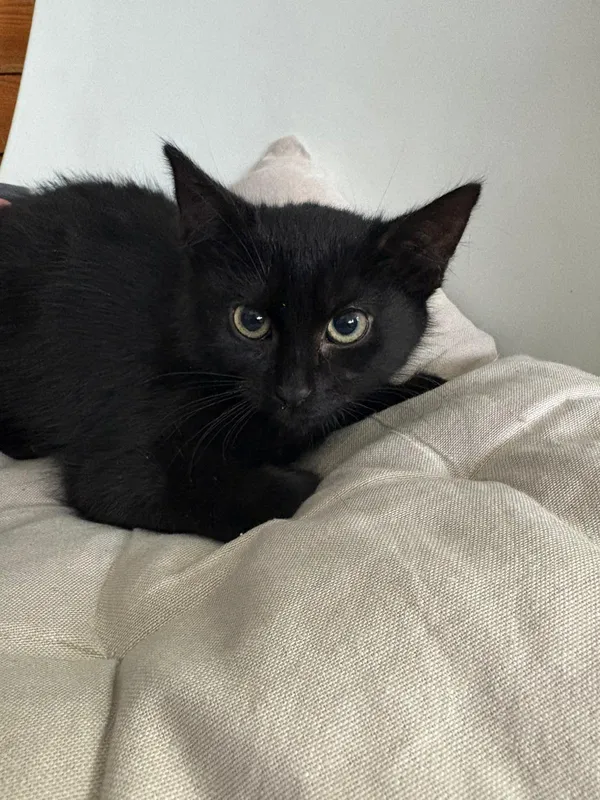 Kot do adopcji, Czartki, 1 grudnia 2025