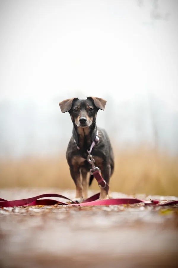 Znaleziono psa, Sosnowiec, 30 listopada 2025 (1/5)