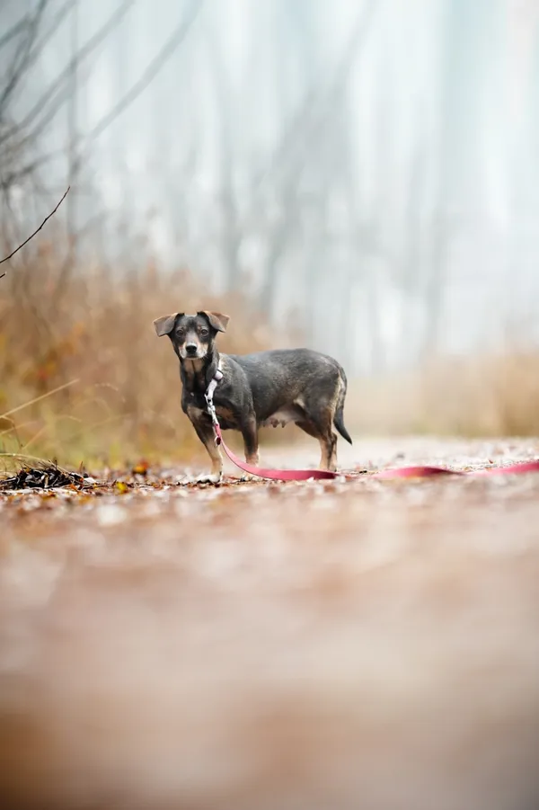 Znaleziono psa, Sosnowiec, 30 listopada 2025 (2/5)