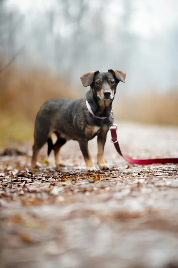 Znaleziono psa, Sosnowiec, 30 listopada 2025 (3/5)