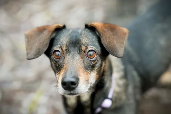 Znaleziono psa, Sosnowiec, 30 listopada 2025 (5/5)