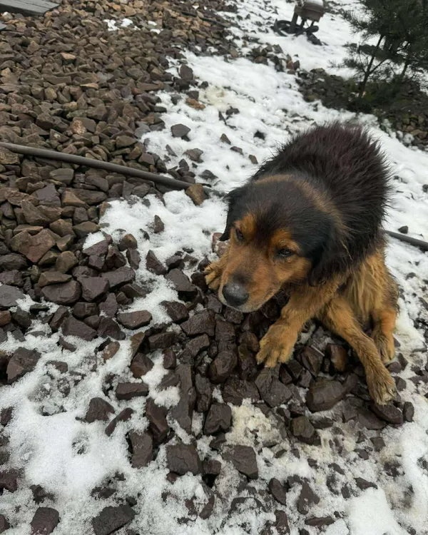 Znaleziono psa, Sosnowiec, 30 listopada 2025