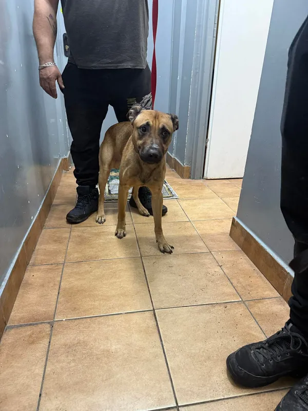 Znaleziono psa, Sosnowiec, 28 listopada 2025