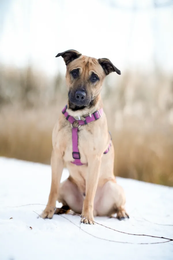 Znaleziono psa, Sosnowiec, 28 listopada 2025 (1/5)