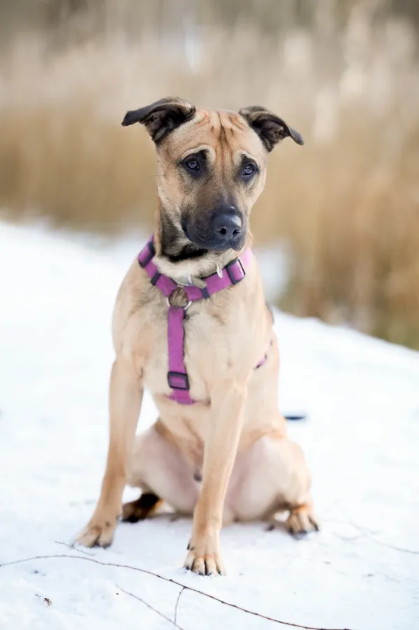 Znaleziono psa, Sosnowiec, 28 listopada 2025 (2/5)