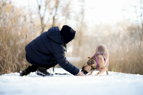 Znaleziono psa, Sosnowiec, 28 listopada 2025 (5/5)