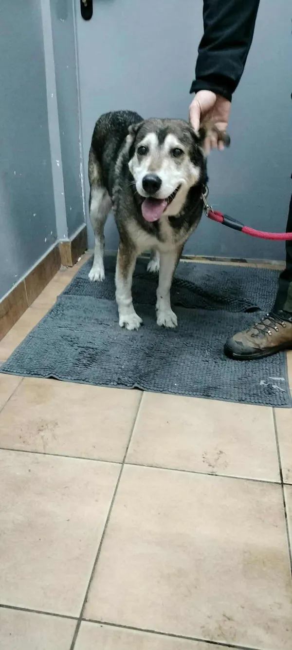 Znaleziono psa, Sosnowiec, 28 listopada 2025