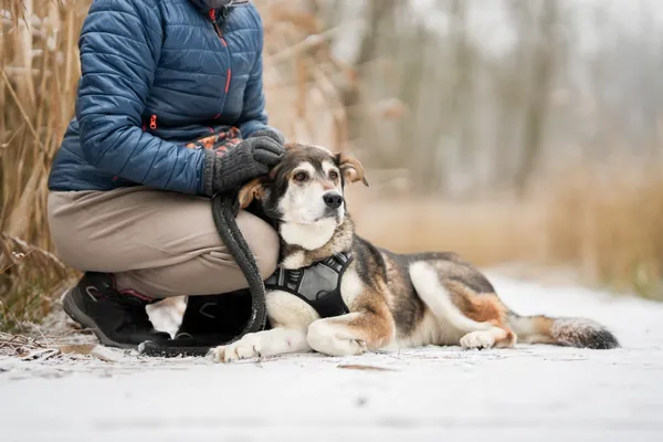 Znaleziono psa, Sosnowiec, 28 listopada 2025 (1/5)
