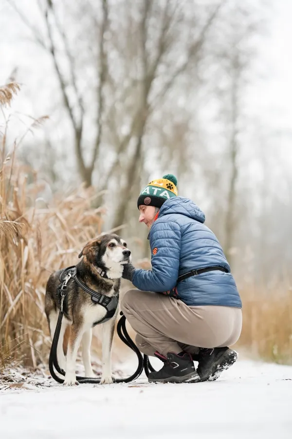 Znaleziono psa, Sosnowiec, 28 listopada 2025 (3/5)